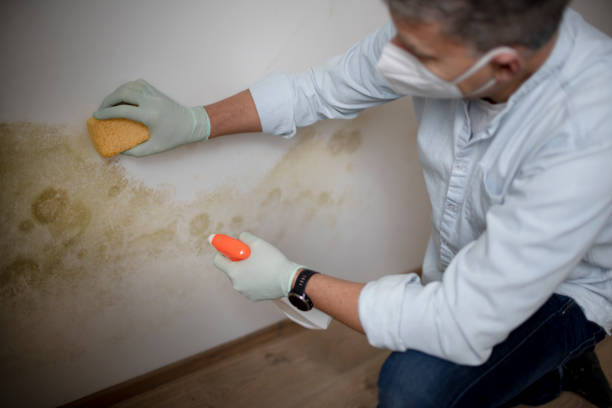 Mold Testing and Removal in Kinsey, AL
