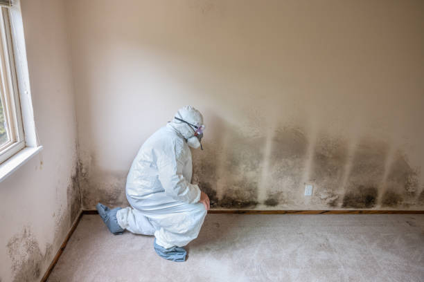 Best Toxic Mold Removal  in Kinsey, AL